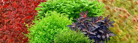 Aquarienpflanzen Sets