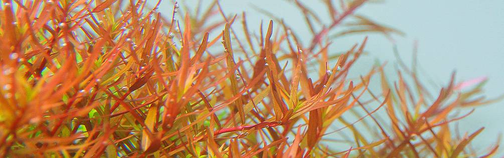 Rotala rotundifolia