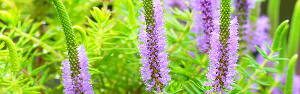 aquatic plants in bloom