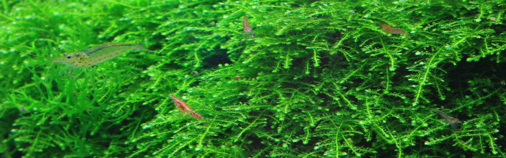 mosses and shrimp