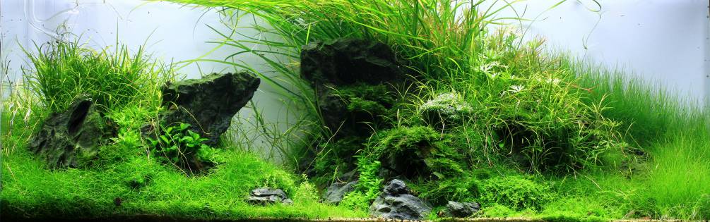 Layout forms in aquascaping -, Aquasabi