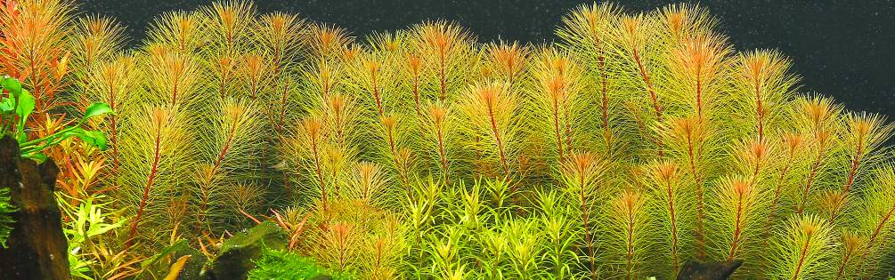 aquatic plants