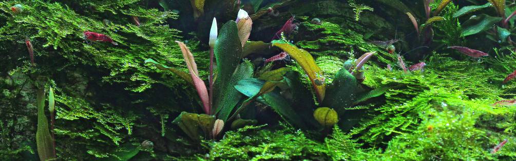 aquatic plants