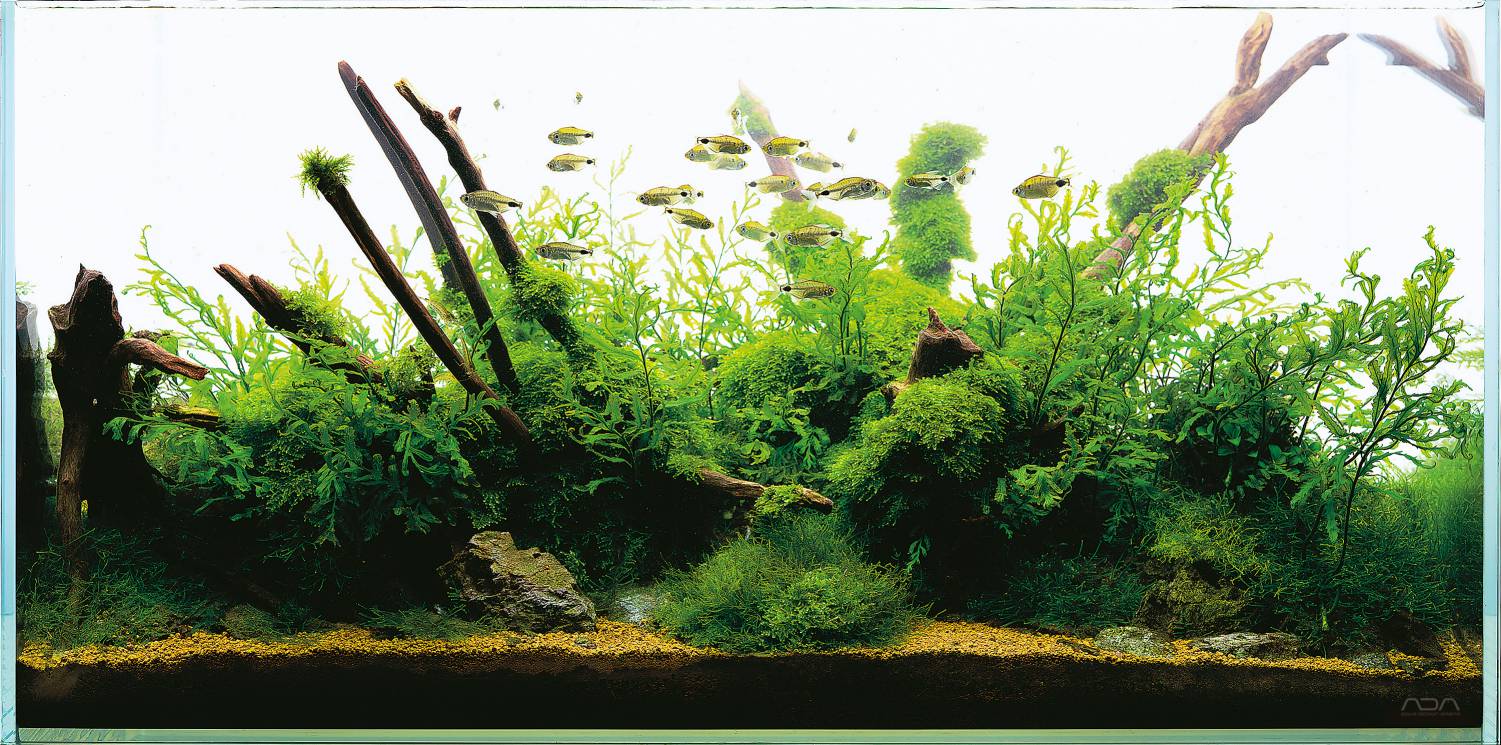 ADA马来亚和非洲的水土壤-为您的水族馆一片自然