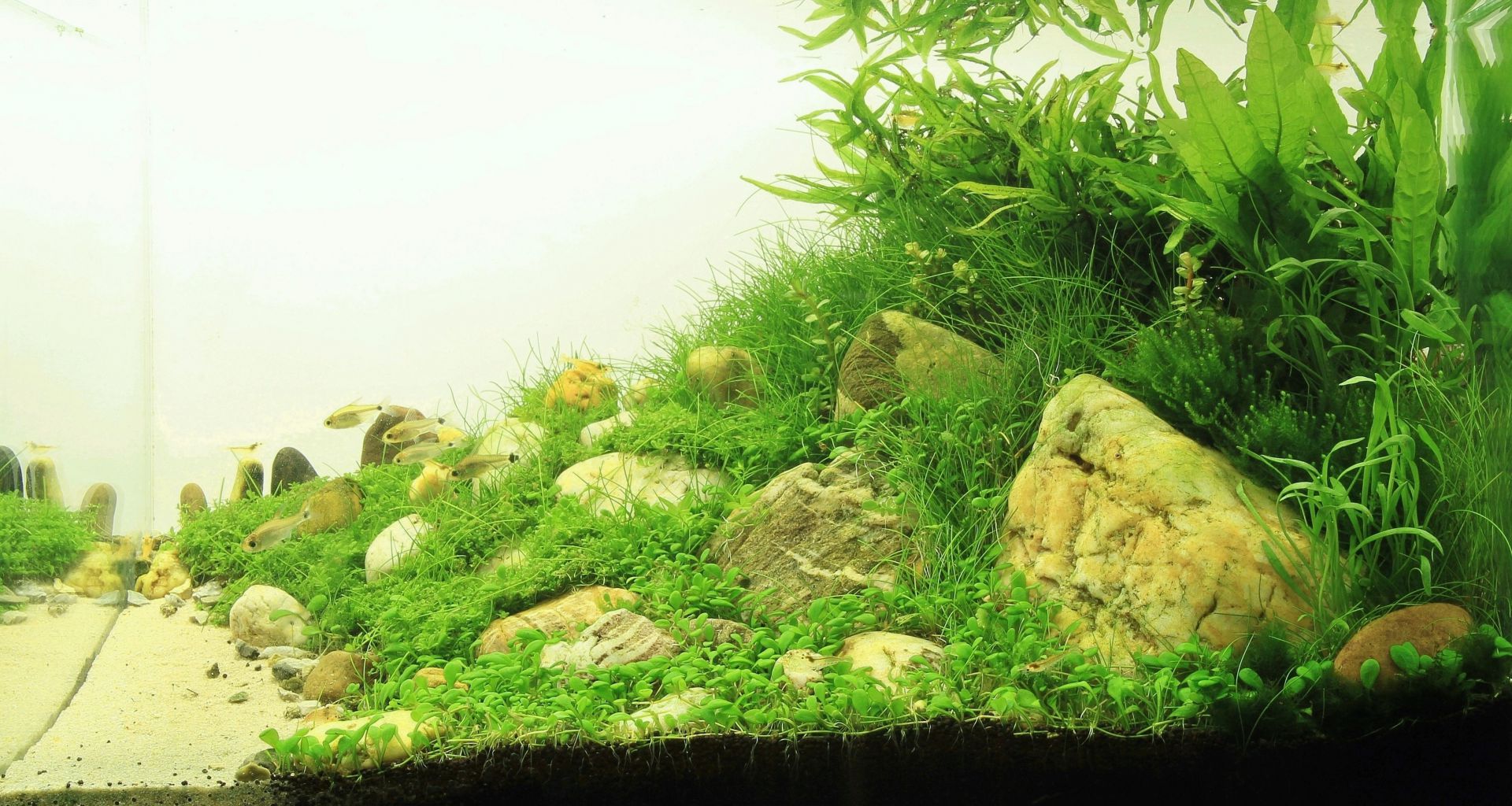 Iwagumi with tetras.