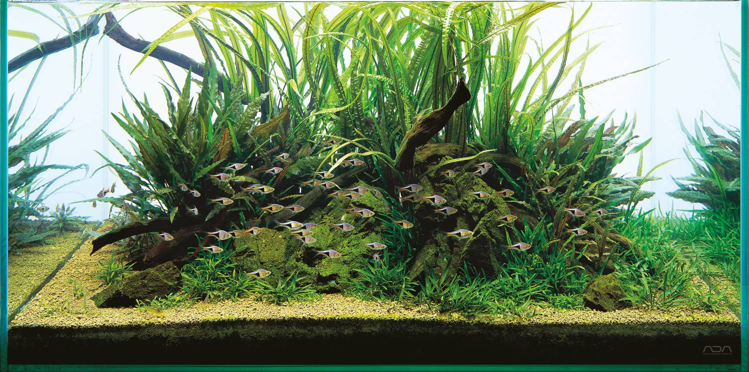 ADA Aqua Soil Malaya and Africana - A piece of nature for your aquarium