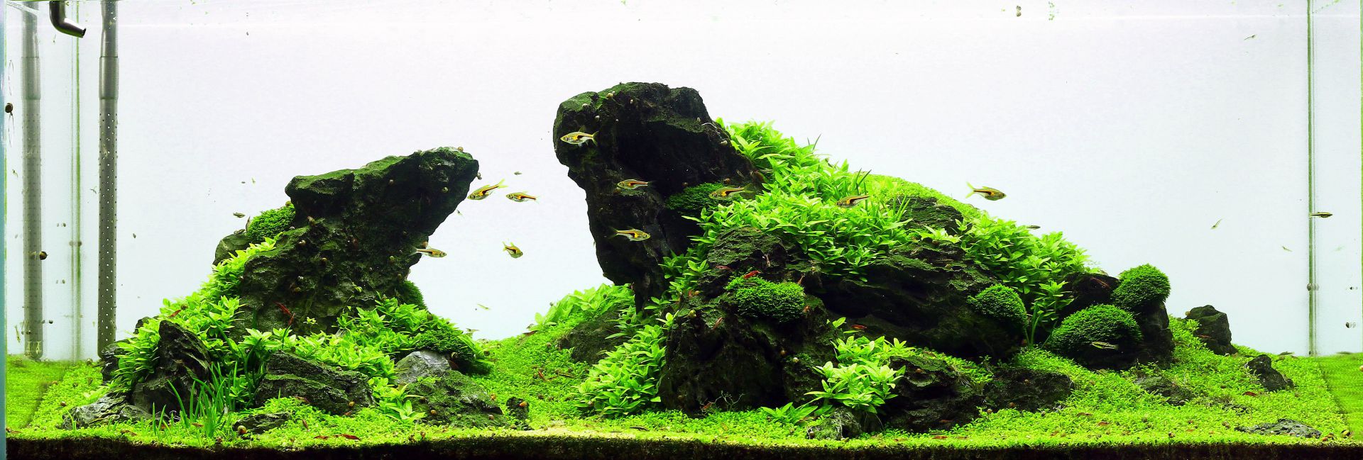 Iwagumi  Aquascaping Wiki