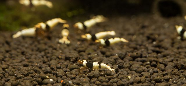 Black Bee shrimp in a nano aquarium
