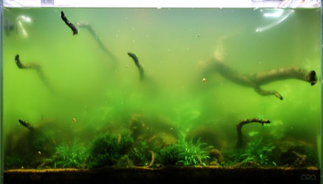 Floating algae, later stage