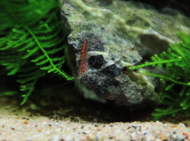 Red cherry shrimp