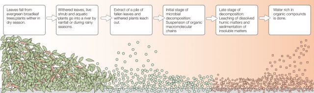 biological system of the blackwater