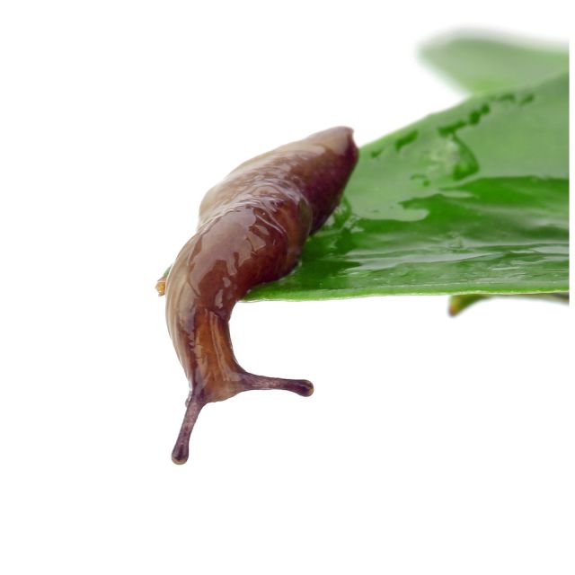 Nacktschnecke