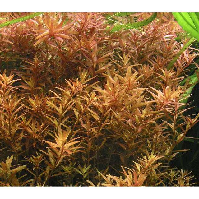 Rotala rotundifolia