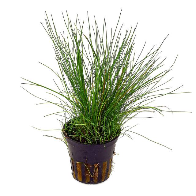 Eleocharis Acicularis.