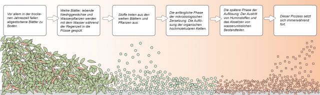 Biologisches System der Gewässer des Regenwaldes