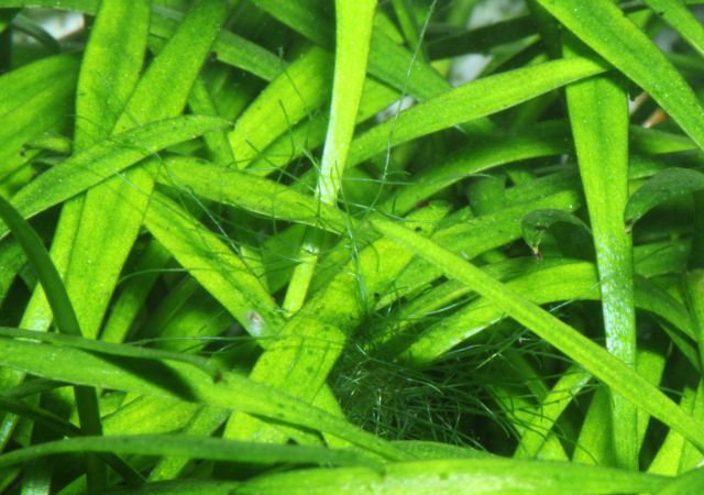 Busirde 3-4cm Cladophora aegagrophila Aquarienpflanze Aquarium Trübungen im Wasser Algen Dcoration Grünpflanze