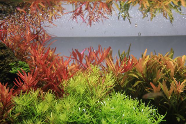 aquatic plants