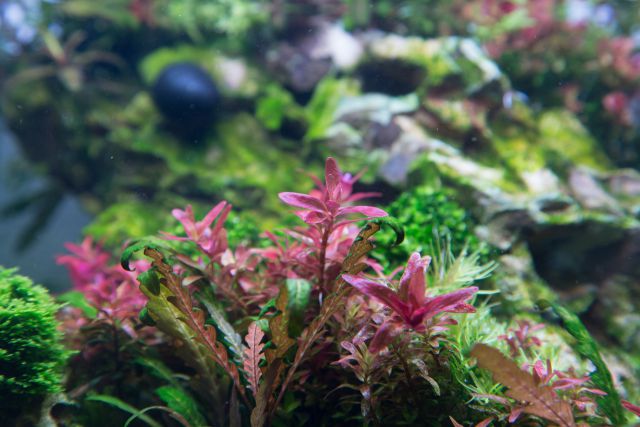 Rotala von vorne