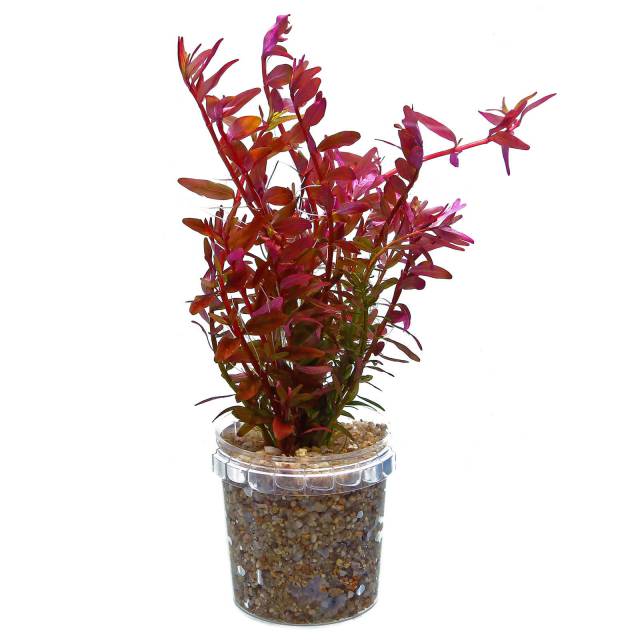 Rotala colorata