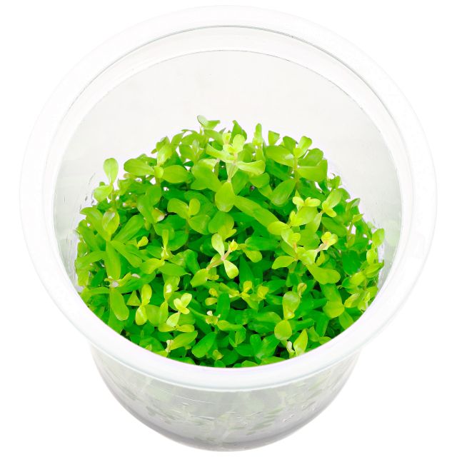 Rotala macrandra