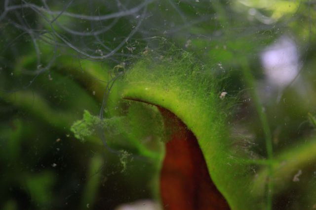 fuzzy green algae freshwater aquarium