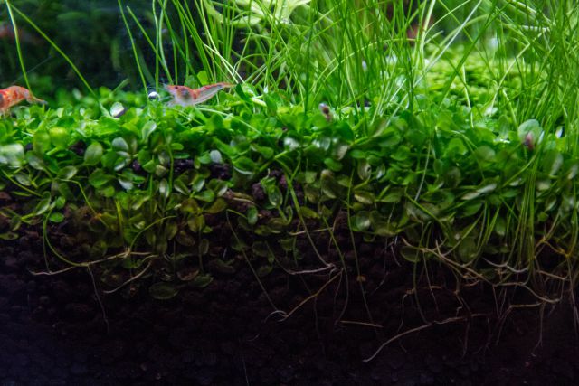 Roots of aquarium plants