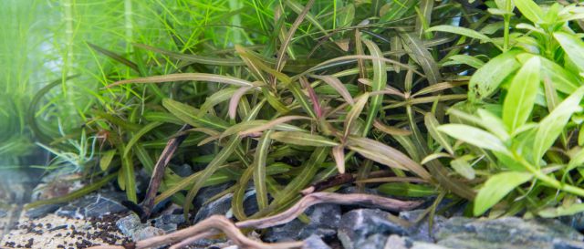 aquatic plants