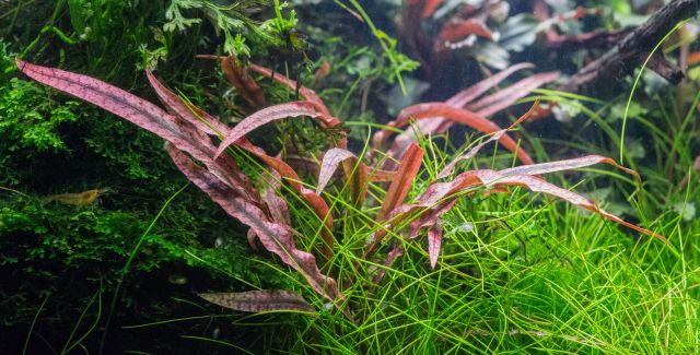 Cryptocoryne sp。'虎' - 归档者