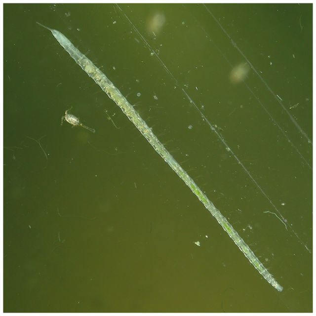 oligochaetes