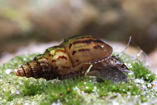 Stachelige Turmdeckelschnecke