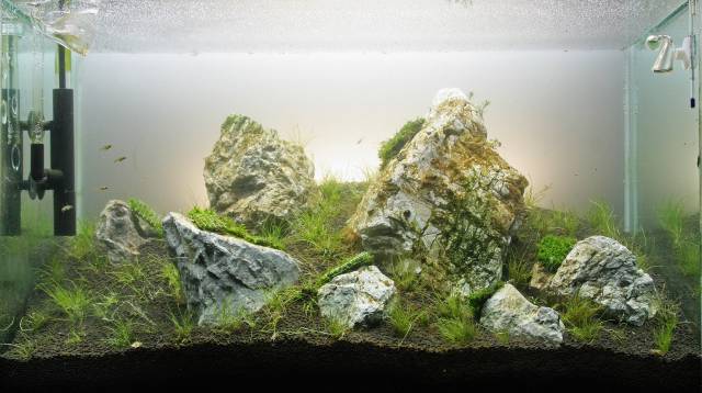 Iwagumi with less plants