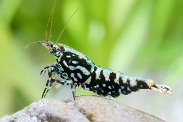 Blue Boa Shrimp, hybrid