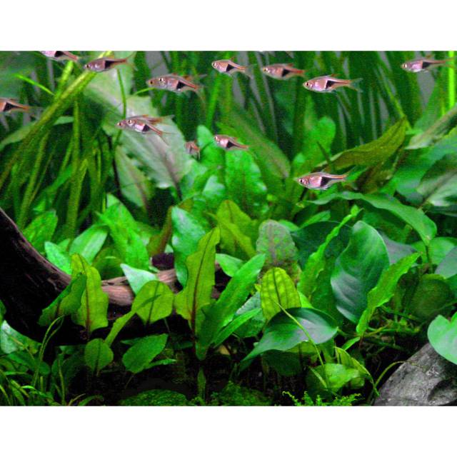 Cryptocoryne wendtii绿色