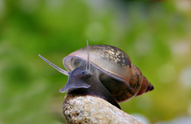 water snails in fish tank