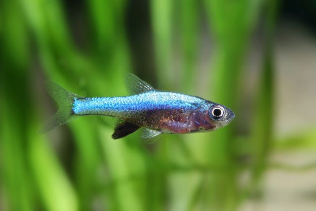 Rasbora axelrodi