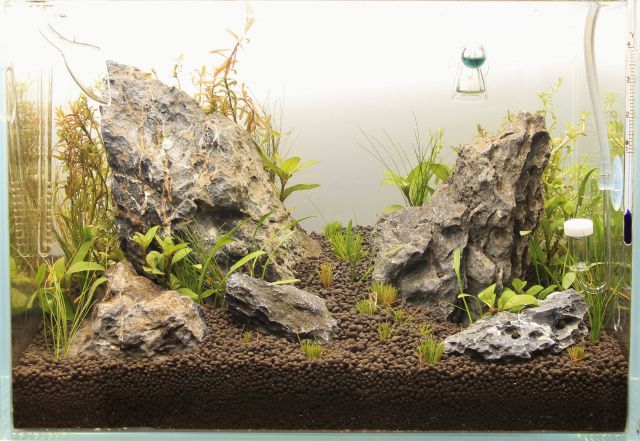 a freshly set-up aquarium.