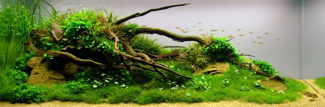 Aquascape Dreieck