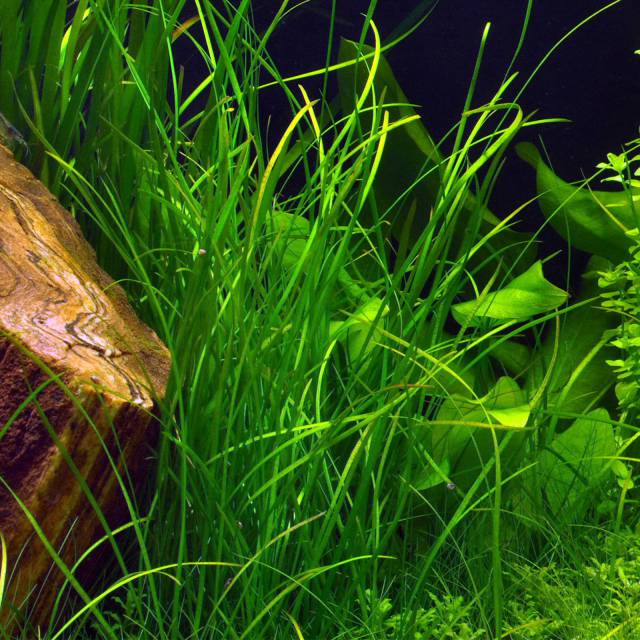 100Pcs Aquarium Grass Water Grasses Random Aquatic Plants Fish Tank Grass Seeds 