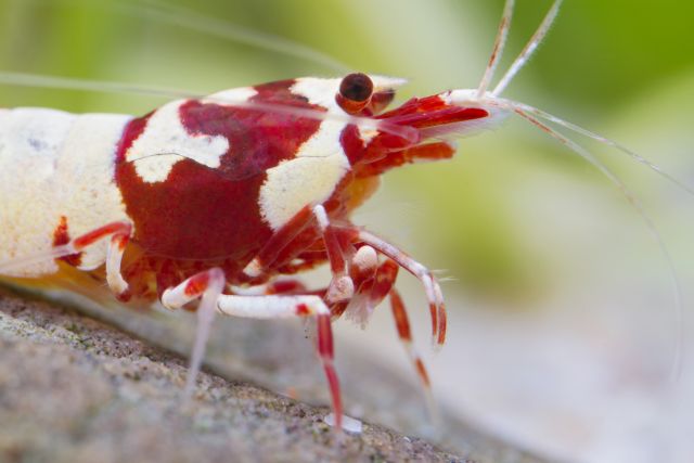 Caridina sp.