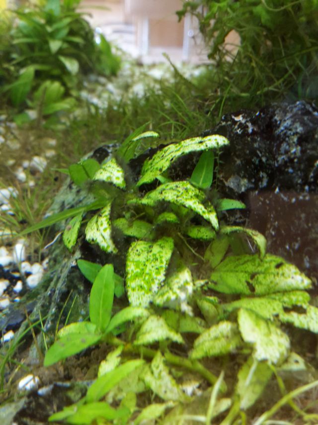 Green spot algae (GSA) - Punktalgen#2