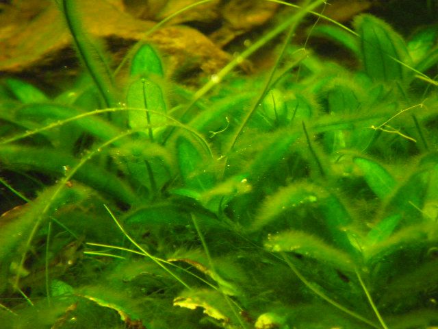 fuzzy green algae freshwater aquarium