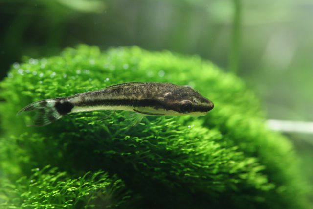 Otocinclus