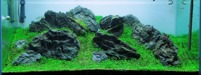 algae-free aquarium