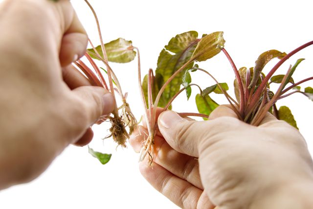 Cryptocoryne zerteilen