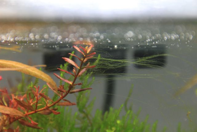 Comment prendre soin des algues filamenteuses dans un bac planté