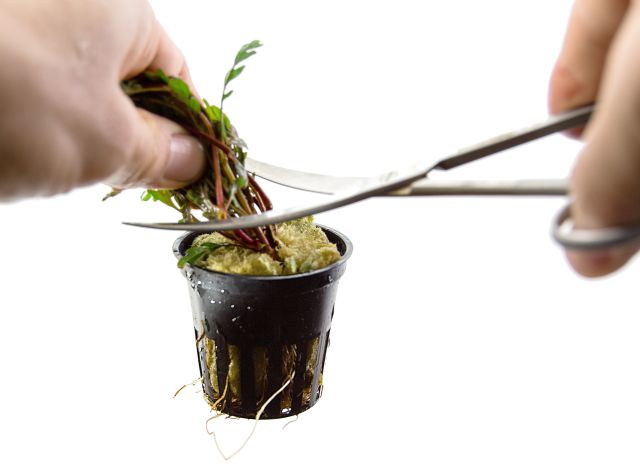 Cutting a stem plant