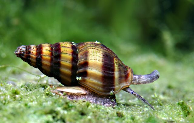 Raubturmdeckelschnecke