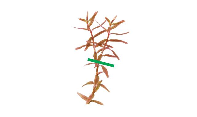 Rotala mit 2 langen Köpfen