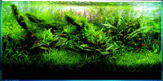 ADA Nature Aquarium trimmed