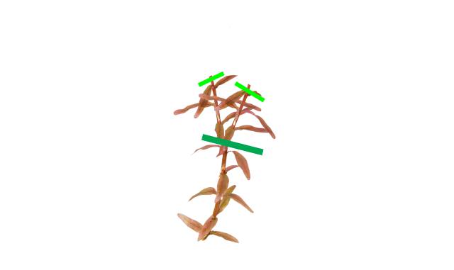 Rotala ohne Köpfe